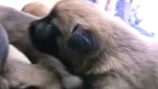 Creating Super Puppies Early Neurological Stimulation [upl. by Yarahs]