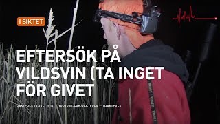 Eftersök på vildsvin ta inget för givet [upl. by Nairolf]