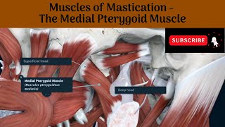 Medial Pterygoid Muscle  Origin  Insertion  Nerve Supply  Actions  Relations [upl. by Georges926]