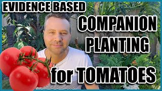 Companion Planting  14 Companion Plants for Tomatoes Evidence Based [upl. by Nylirem897]