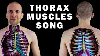 THE THORAX MUSCLE SONG [upl. by Ayatnahs266]