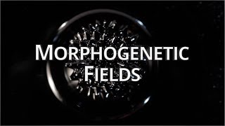 What Are Morphogenetic Fields  Quantum University [upl. by Bolton]