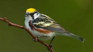 Birding Warblers [upl. by Atiran828]