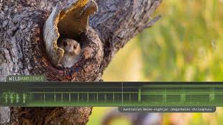 Australian Owletnightjar – Sounds amp Calls [upl. by Rehportsirhc]