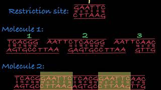 Restriction Enzymes Restriction Endonucleases [upl. by Lasonde]