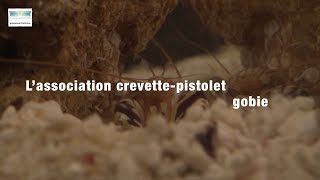 Crevettepistolet et gobie [upl. by Case]