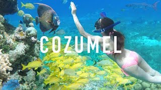 COZUMEL SNORKELING TIPS amp Creepy Animals [upl. by Nocaed872]