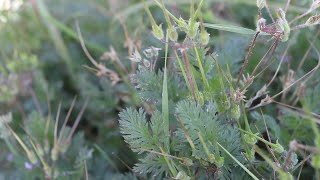 REDSTEM FILAREE Erodium cicutarium [upl. by Harvey]