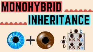 IGCSE BIOLOGY REVISION Syllabus 17  Monohybrid Inheritance [upl. by Koo407]