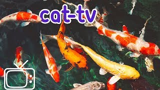 CATTV  Boredom Blasting Fish Videos for Cats [upl. by Ferdinanda426]