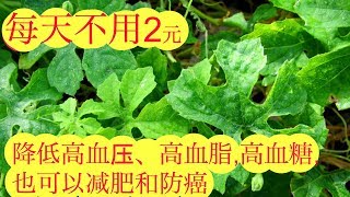 苦瓜叶泡水喝的功效与作用Health benefits of Melon Leaf Tea 。Daun Peria katak [upl. by Mcconnell]