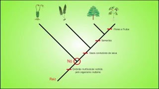 Biologia  Como ler um Cladograma [upl. by Lorianne942]