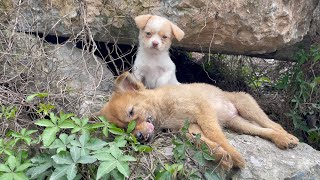 The cry for help of two dogs abandoned by their cruel owner on the side of the road and I saved them [upl. by Waldo5]