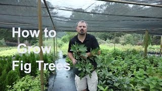 How to grow Fig Trees with detailed description [upl. by Ellehcsor]