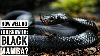 Black mamba  Description Characteristics and Facts [upl. by Anirec185]