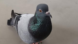 Pigeon Sound Effect Ultra High Quality [upl. by Garbe]