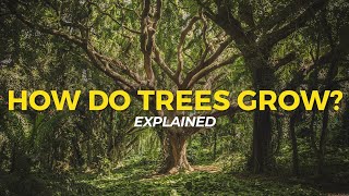 How Trees Grow  Eco Facts  One Tree Planted [upl. by Palestine]