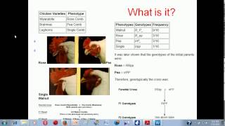 Epistasis genetics [upl. by Seve]