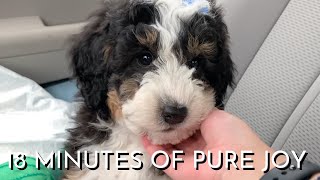 8 Week Old Mini Bernedoodle Puppys First Month Home Part 1 [upl. by Yecal]