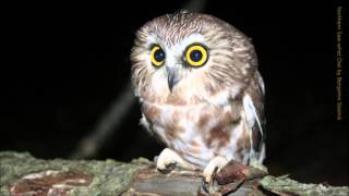 Northern Sawwhet Owl Call [upl. by Vinia]