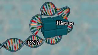 Chromosome structure  Medical animation [upl. by Daney658]