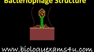 Bacteriophage Structure [upl. by Naltiac]