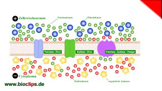 Ruhepotential der Nervenzelle [upl. by Sanyu502]