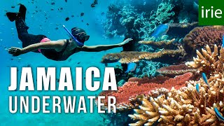 JAMAICA SNORKELING Does Jamaica have good snorkeling ft JESSICA CARGILL [upl. by Salguod287]