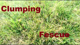 Clumping Fescue  What To Do [upl. by Ilil]