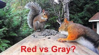 Red Squirrel vs Gray Squirrel [upl. by Boot]