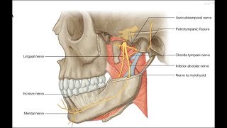 Lateral pterygoid inferior head exercise [upl. by Ehcsrop]