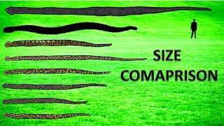 20 Largest Snakes ll Living and Extinct [upl. by Sadoc]