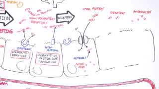 Protein Digestion and Absorption [upl. by Wasserman]