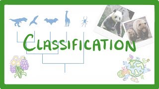 GCSE Biology  Classification 80 [upl. by Rim]