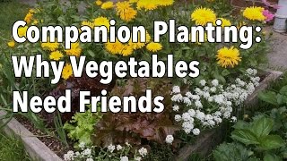 The Complete Guide to Companion Planting [upl. by Shulamith]