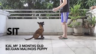 Belgian Malinois Puppy Training  Basic Obedience Basic Commands Part 1 [upl. by Gordie]