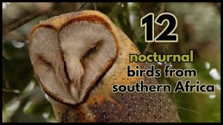 12 nocturnal bird calls from southern Africa [upl. by Onaimad32]