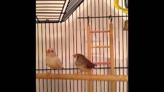 Zebra Finch Sounds beeps amp peeps [upl. by Melany327]