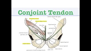 Conjoint Tendon [upl. by Winson]