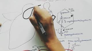 Plasmodium vivax life cycle  English  malaria [upl. by Nim43]