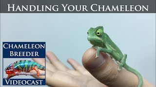 Handling Your Chameleon [upl. by Zina]