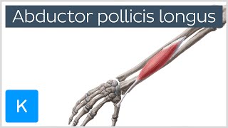 Abductor Pollicis Longus Muscle Overview  Human Anatomy  Kenhub [upl. by Allesig]