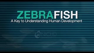 Zebrafish  A Key To Understanding Human Development [upl. by Yatnuahs]