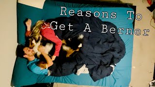 Reasons You SHOULD Get A Bernese Mountain Dog [upl. by Anelrad758]