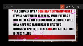 Epistasis Grade 12 Agricultural Sciences Basic Agricultural Genetics [upl. by Hara]