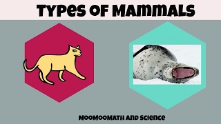 Types of Mammals [upl. by Landre633]