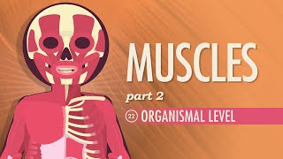 Muscles Part 2  Organismal Level Crash Course Anatomy amp Physiology 22 [upl. by Akinert]