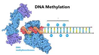 Epigenetics Changes Everything Revisiting the Nature vs Nurture Debate [upl. by Jeremiah]