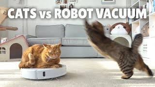 Cats vs Robot Vacuum  Kittisaurus [upl. by Intruoc]