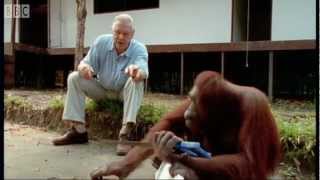 Attenborough Amazing DIY Orangutans  BBC Earth [upl. by Venola]